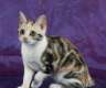 American Shorthair Mädchen zu verkaufen